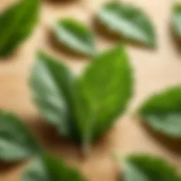 A close-up of stevia leaves showcasing their natural origin.